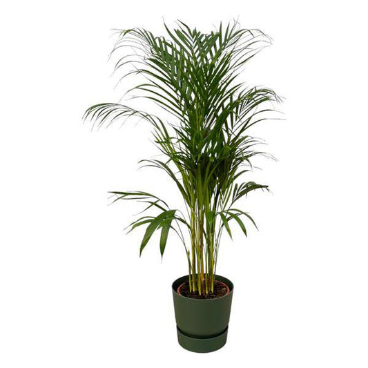 Areca Palme – Betelpalme – Zimmerpflanze ca. 110cm – ø21cm – inkl. Pflanzgefäß Greenville Grün D24xH23 – Tropische Zimmerpalme für Wohnzimmer, Büro & Wintergarten
