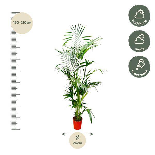 Kentia-Palme – Howea forsteriana – Zimmerpflanze – 200cm – Ø24cm – Elegante Grünpflanze für Wohnzimmer, Büro & Wintergarten – Tropische Kübelpflanze