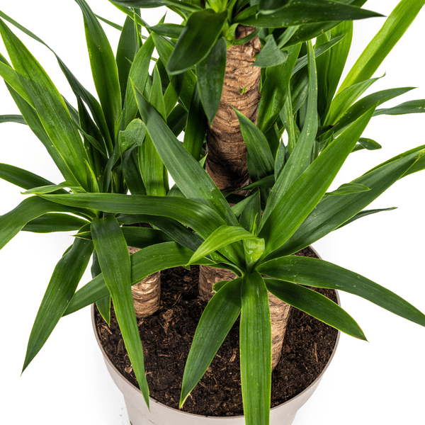 Yucca Elephantipes Ø30cm - ↕100cm - Oasis of Life