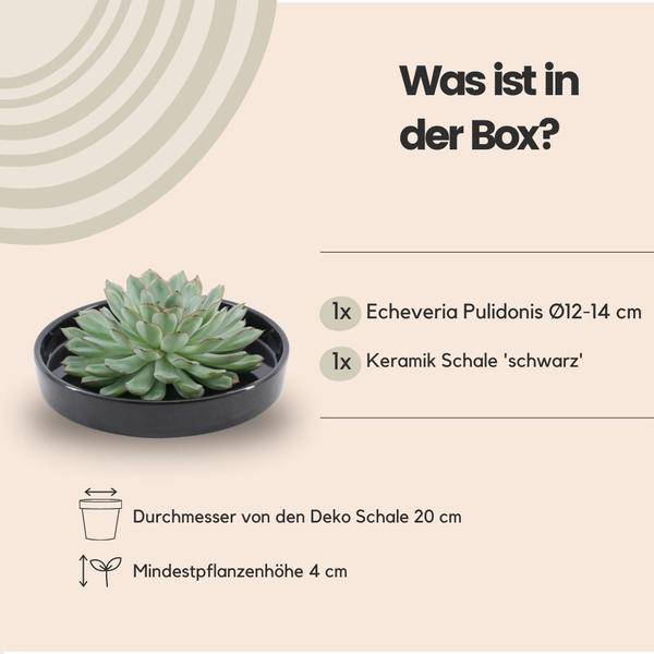 Sukkulente - Echeveria Pulidonis in Schale 'Schwarz' - Zimmerpflanze - Ø20cm - ↕5cm