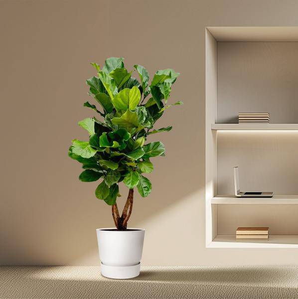 Geigen-Feige – Ficus Lyrata – Zimmerpflanze 200cm – Ø32cm – XXL-Pflanze mit großen geigenförmigen Blättern – Exotische Kübelpflanze für Wohnzimmer & Büro – Pflegeleicht