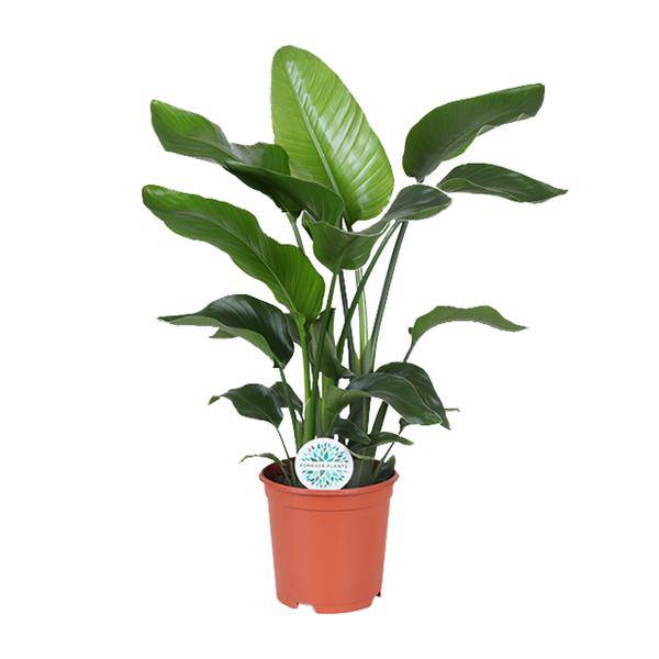 Baum-Strelitzie - Strelitzia Nicolai - Zimmerpflanze - Ø21cm - ↕80cm