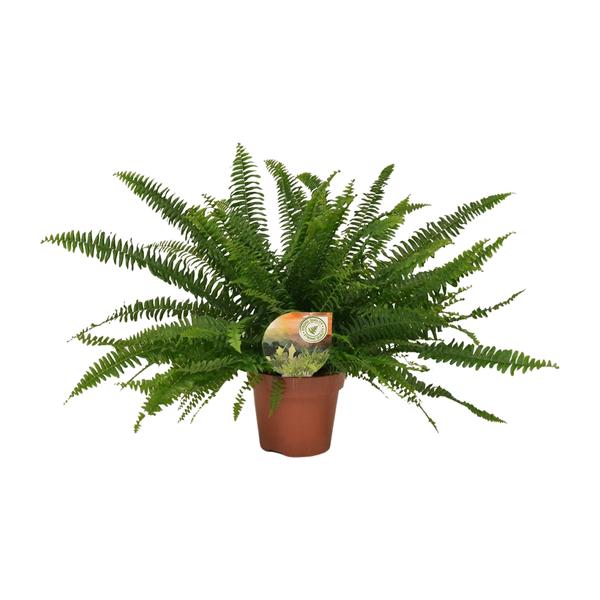 Schwertfarn - Nephrolepis Green Lady - Zimmerpflanze - Ø17cm - ↕40cm