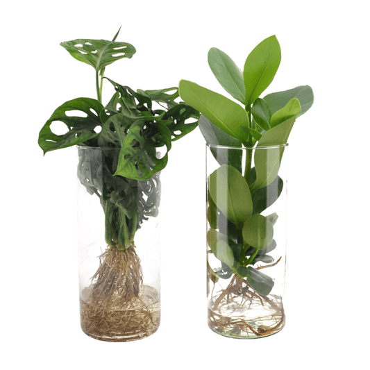 Monstera – Clusia – Zylinderglas Duo – Zimmerpflanzen im Glas – Ø12cm – Höhe 25-40cm – 2 Pflanzen – Hydroponie Dekopflanzen
