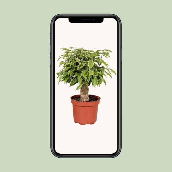 Birken-Feige - Ficus Benjamina Kinky - Zimmerpflanze - Ø12cm - ↕28cm