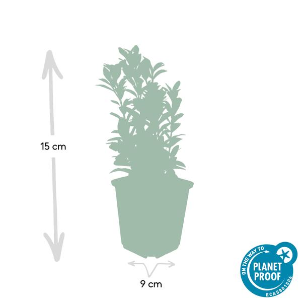 Japanischer Spindelstrauch Euonymus japonicus 'Grüne Spitze' – ↕10-25cm – Ø9cm – 6 Pflanzen – Immergrüner Strauch – Hecken, Beete & Solitär – Sonne & Schatten – Pflegeleicht