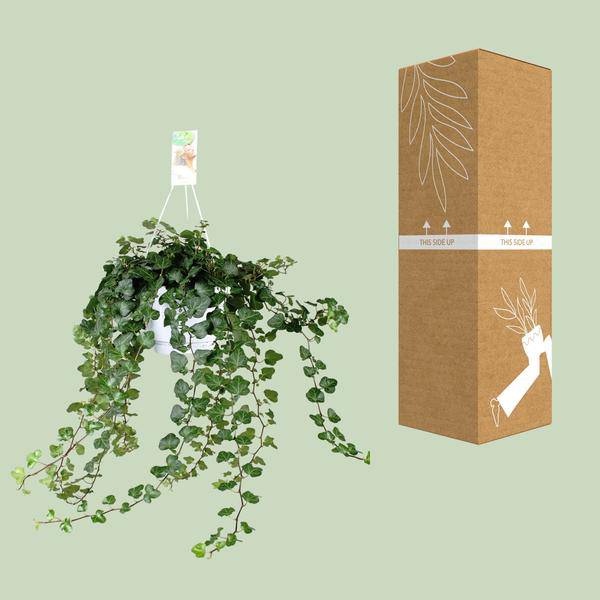 Efeu – Hedera Helix Wonder Green – Zimmerpflanze – Ø24 cm – 70 cm Höhe – Luftreinigend & Pflegeleicht – Kletterpflanze für Wohnräume