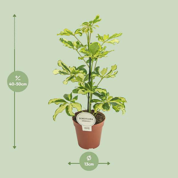 Strahlenaralie - Schefflera Charlotte - Zimmerpflanze - Ø13cm - ↕45cm