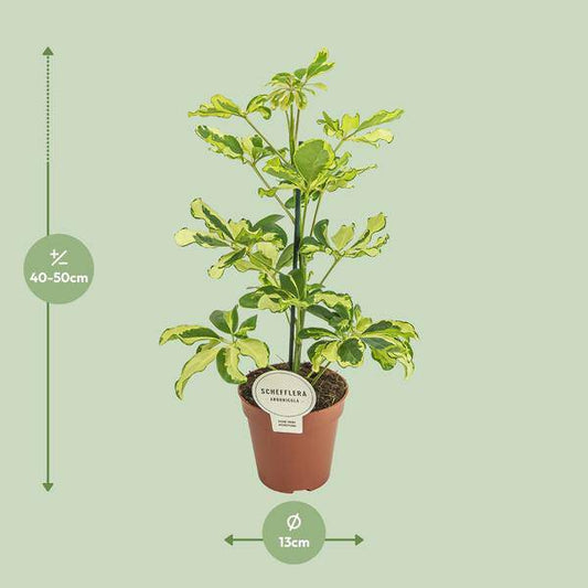 Strahlenaralie - Schefflera Charlotte - Zimmerpflanze - Ø13cm - ↕45cm