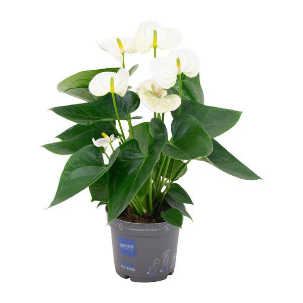 Flamingoblume - Anthurium Weiß - Zimmerpflanze - Ø12cm - ↕43cm