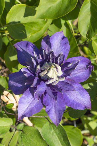 Waldrebe - Clematis Multi Blau - ↨65cm - Ø15cm - 3 Stück