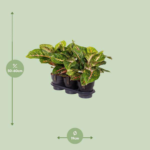 Kolbenfaden - Aglaonema Frühling Rot - Zimmerpflanze - Ø19cm - ↕60cm