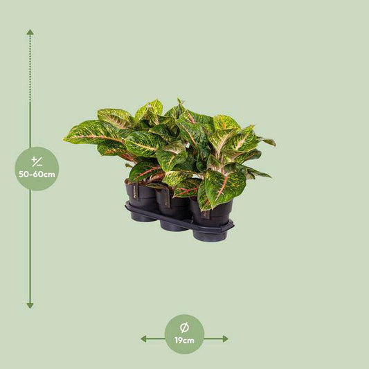 Kolbenfaden - Aglaonema Frühling Rot - Zimmerpflanze - Ø19cm - ↕60cm