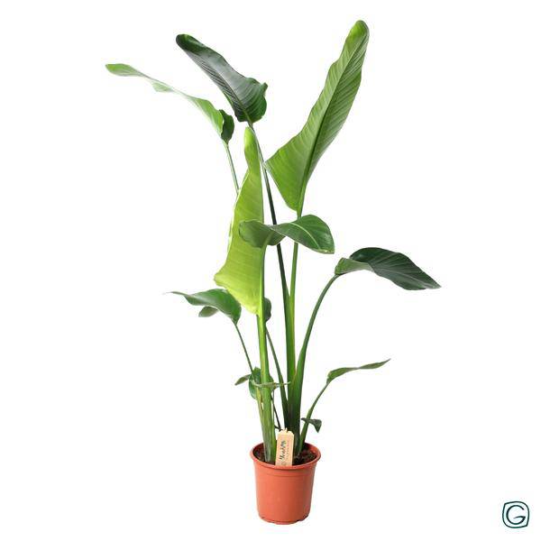 Baum-Strelitzie – Strelitzia Nicolai – Ø21cm – ↕100cm hoch – Exotische Zimmerpflanze – Tropisches Flair für Zuhause