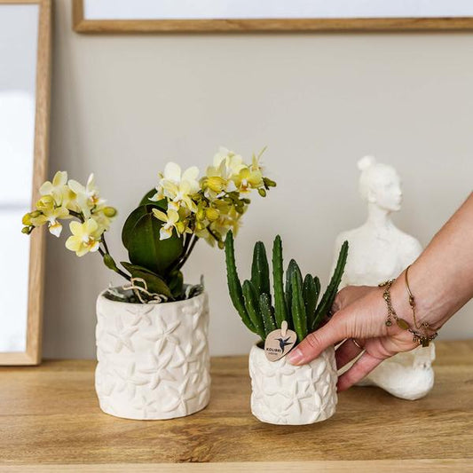 Aasblume - Stapelia - Topfgröße Ø9cm - Zimmerpflanze - Ø6cm