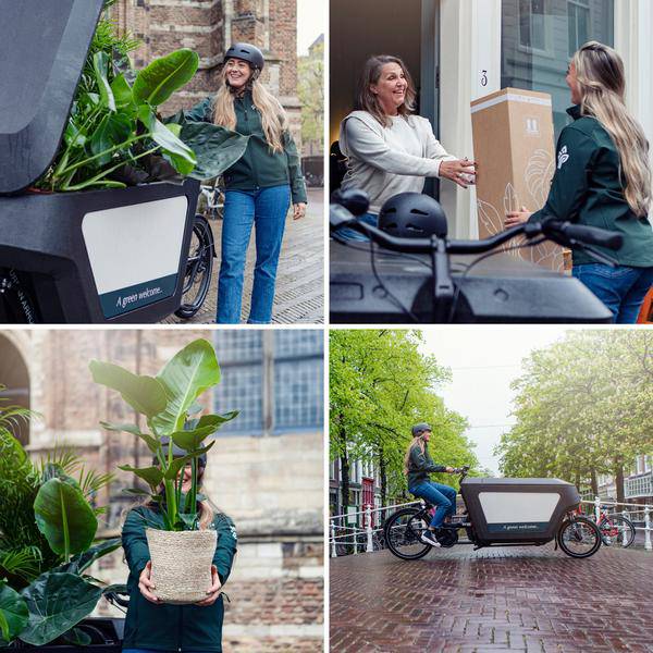 Außenseiterbox – 8 Pflanzen - Ø12cm – Vielfältige Blattstrukturen & Farben – Zimmer- und Gartenpflanzen-Mix – Perfekt für Pflanzenliebhaber