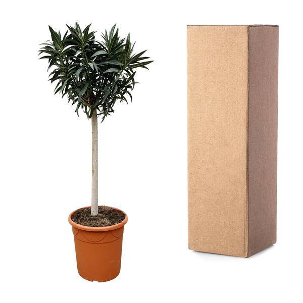Rosenlorbeere - Nerium Oleander auf Stiel mit weißer Blüte - 200cm- Ø35cm