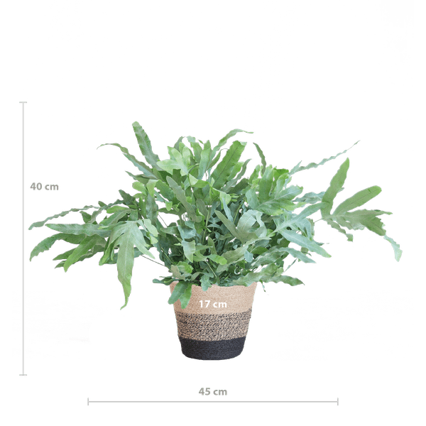 Phlebodium Aureum 'Blue Star' – Blauer Tüpfelfarn – Zimmerpflanze + Korb Lissabon Schwarz – Ø17 cm – Höhe 40 cm – Graublaue Blätter – Nachhaltiger Jutekorb – Pflegeleicht & stilvoll