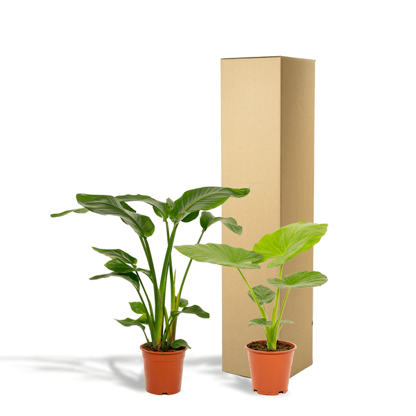 Pflanzenset - Strelitzia Nicolai - Ø19cm - ↕85cm + Alocasia Macrorrhiza - Ø19cm - ↕70cm