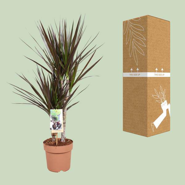 Drachenbaum - Dracaena Magenta - Zimmerpflanze - Ø17cm - ↕80cm