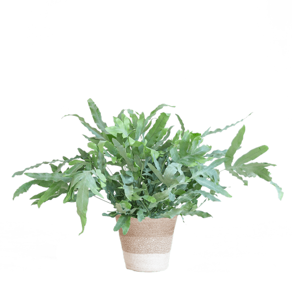 Phlebodium Aureum 'Blue Star' - Blauer Tüpfelfarn - Zimmerpflanze + Korb Lissabon Weiß - ↕40cm - Ø17cm