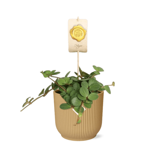 Zwergpfeffer - Peperomia 'Hope' - Zimmerpflanze + Topf Vibes Fold 14cm Gelb
