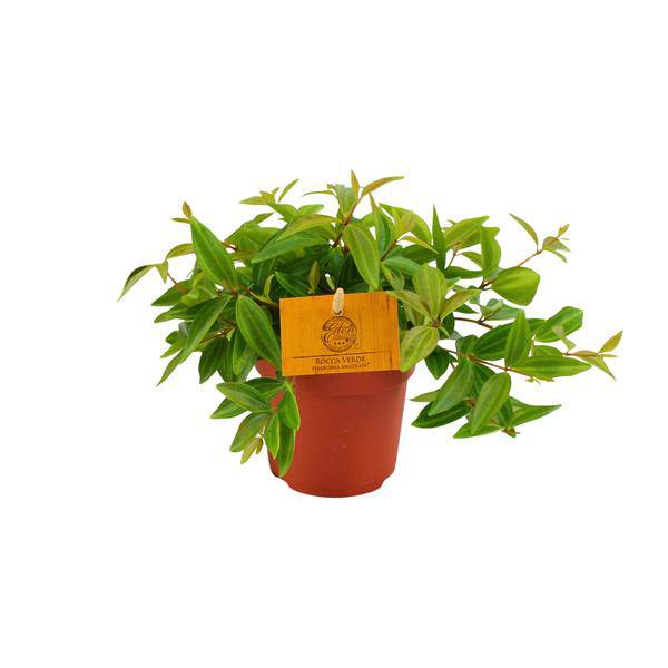 Zwergpfeffer - Peperomia Ang. Rocca Vivace - Zimmerpflanze - Ø11cm - ↕15cm