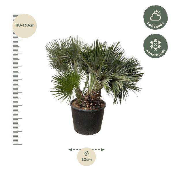 Zwergpalme - Chamaerops Humilis - Zimmerpflanze - 120cm - ø80cm