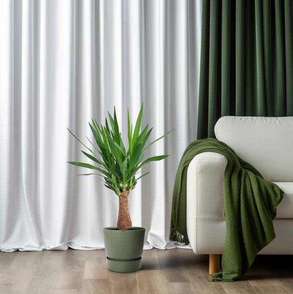 Palmlilie – Yucca „Maya-Baum“ mehrstielig – Zimmerpflanze 80cm – Ø19cm – Immergrüne Pflanze mit schwertförmigen Blättern – Exotische & pflegeleichte Grünpflanze für Wohnzimmer, Büro & Wintergarten