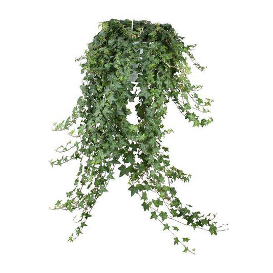 Hedera Helix Pitsburg – Efeu Hängepflanze – Zimmerpflanze Ø24cm – ca. 70cm Länge – Luftreinigende Kletterpflanze für drinnen