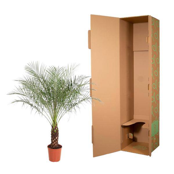 Zwerg-Dattelpalme - Phoenix Roebelenii - Zimmerpflanze - 170cm - ø30cm