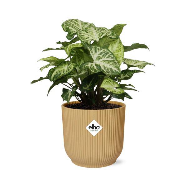 Purpurtute - Syngonium Arrow - Zimmerpflanze + Topf Vibes Fold 14cm Gelb