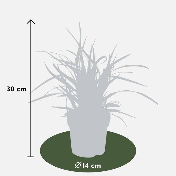 Carex morrowi 'Eistanz' - Japanische Segge - Ø14cm - ↨25cm - 6 Stück