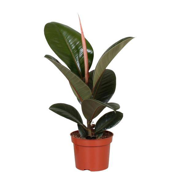 Gummibaum - Ficus Elastica Robusta - Zimmerpflanze - Ø12cm - ↕35cm