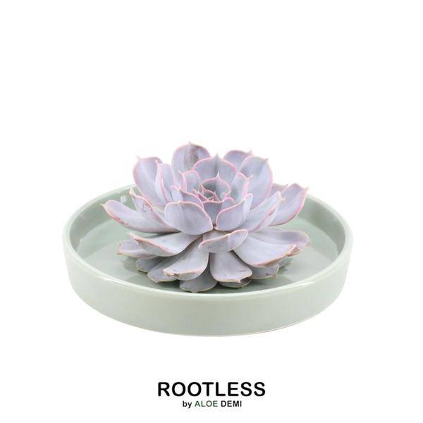 Sukkulente - Echeveria Lilacina in Schale 'Grün' - Zimmerpflanze - Ø20cm - ↕5cm