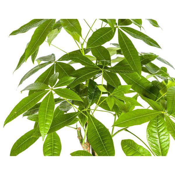 Pachira Aquatica – Glückskastanie – Geldbaum – Zimmerpflanze Ø21cm ↕90-110cm – Geflochtener Stamm – Pflegeleicht