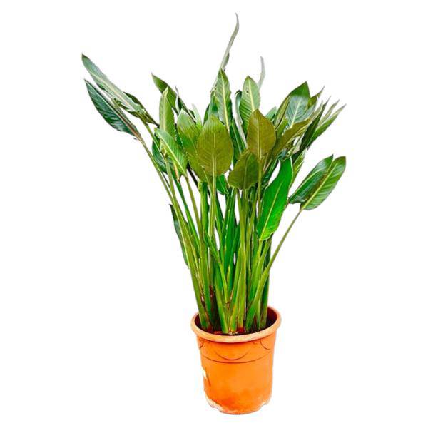 Strelitzia Reginae - Paradiesvogelblume - Zimmerpflanze - 160cm - ⌀30cm