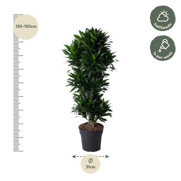 Drachenbaum - Dracaena Compacta - Zimmerpflanze - 140cm - ø31cm