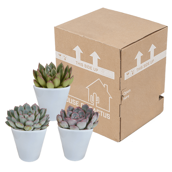 Steinrose - Echeveria-Mischung - 8,5 cm - 3 Stück - Zimmerpflanze - Sukkulente - im weißen Topf