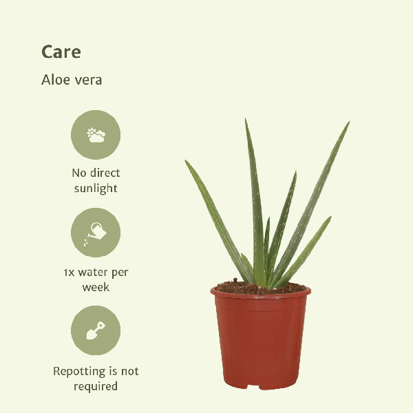 Sukkulente - Aloe Vera - 40cm - ø12cm - Zimmerpflanze - 2 Stück