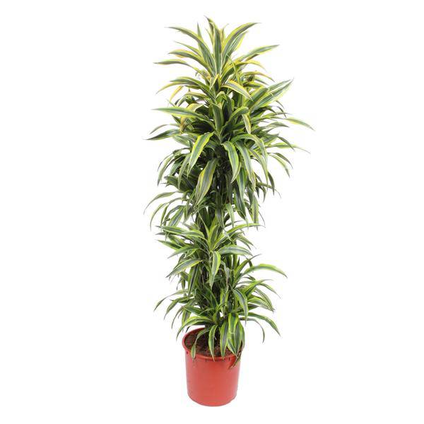 Drachenbaum - Dracaena Lemonlime - Zimmerpflanze - 170cm - ø34cm