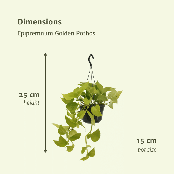 Efeutute - Epipremnum Golden Pothos Scindapsus - Zimmerpflanze - Ø15cm - ↕25cm - 2 Stück
