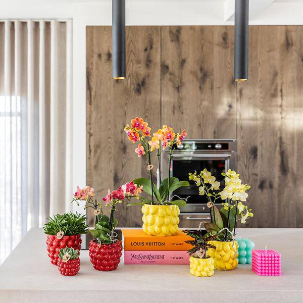 Phalaenopsis Orchidee Rot - Kongo + Beeren-Ziertopf - Topfgröße Ø9cm - 40cm - blühende Zimmerpflanze