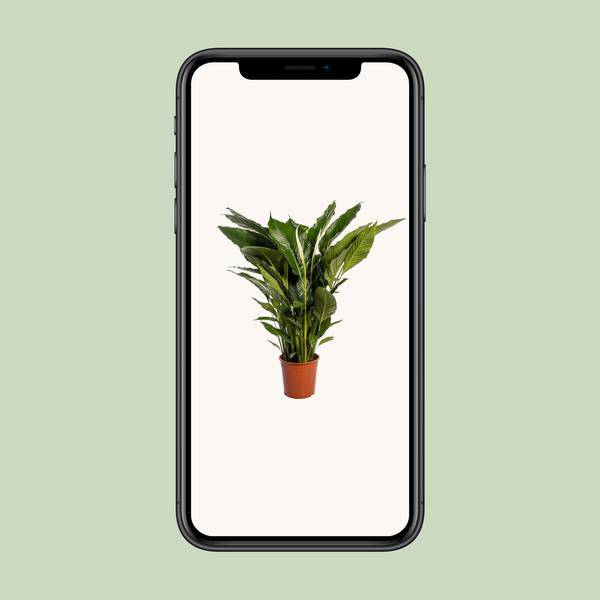 Einblatt - Spathiphyllum Sweet Sebastiano - Zimmerpflanze - Ø24cm - ↕110cm