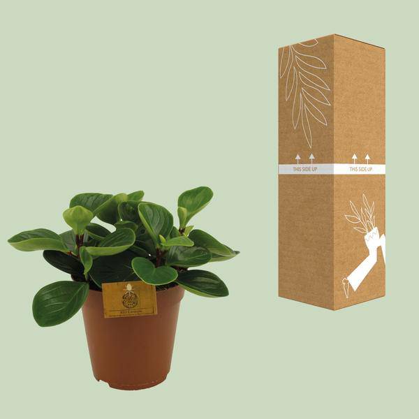 Zwergpfeffer - Peperomia obtusifolia 'Red Canyon' - Zimmerpflanze - Ø15cm - ↕25cm