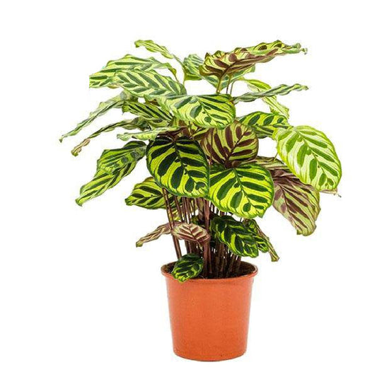 Pfauen-Korbmarante Calathea Makoyana – Zimmerpflanze – Ø17cm – ↕55cm – Exotische Blattpflanze mit dekorativem Muster – Luftreinigend & pflegeleicht – Für Wohn- und Arbeitsräume