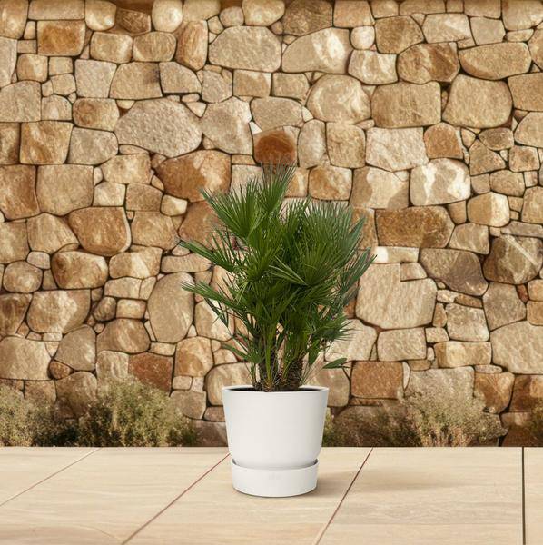 Chamaerops Humilis - Zwergpalme - mehrstämmig - ↕180cm - Ø45cm