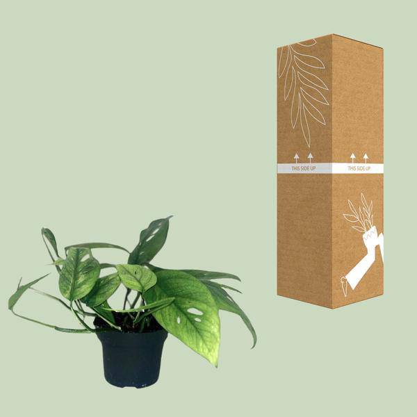 Efeutute - Epipremnum Cebu Blau - Zimmerpflanze - Ø12cm - ↕20cm