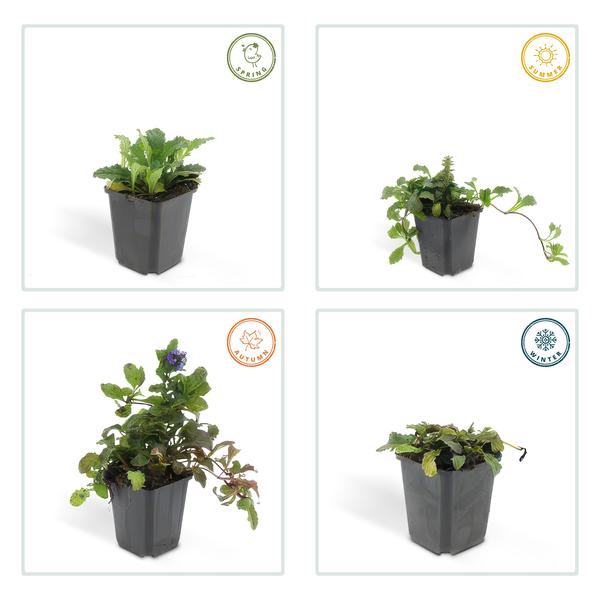 Kriechender Günsel Ajuga reptans – 6 Pflanzen – ↕10-25cm – Ø9cm – Bodendecker – Halbschatten & Schatten – Blühend & pflegeleicht