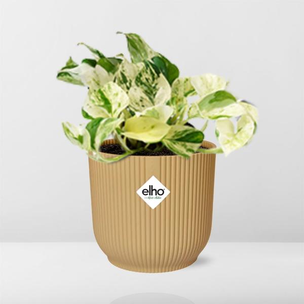 Efeutute - Epipremnum Pinnatum Happy Leaf - Zimmerpflanze + Topf Vibes Fold 14cm Gelb